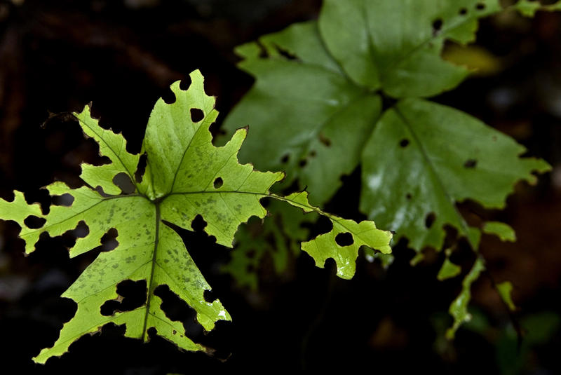 half eaten remains of tropical plant leaves